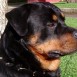 Brujo, rottweiler de Chile